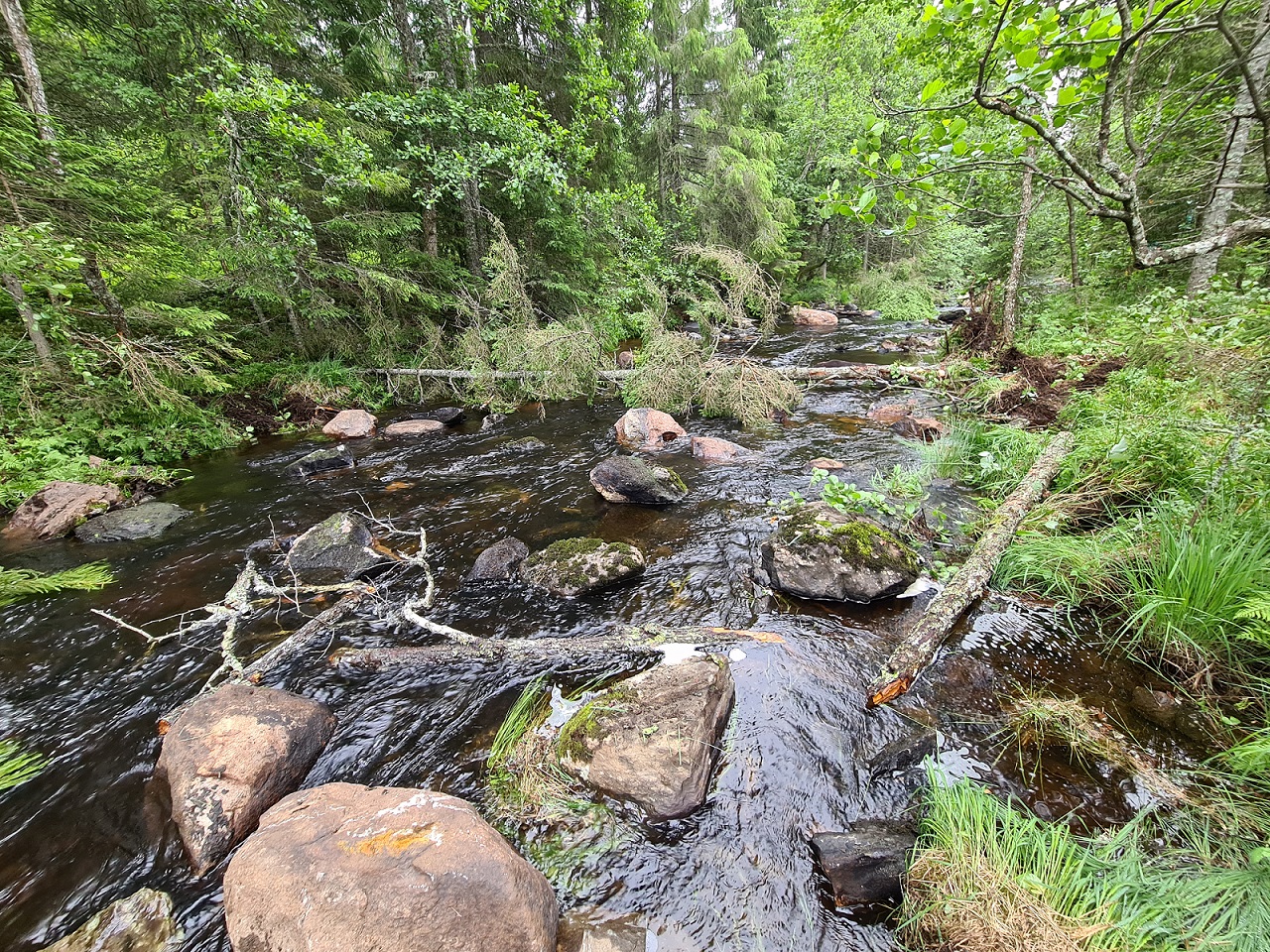 Samma sträcka efter att biotoparbete utförst. Mycket mer sten ute i älven samt en ökning av död ved. Under ytan finns även uppluckrat grus som gynnar öringens fortplantning.