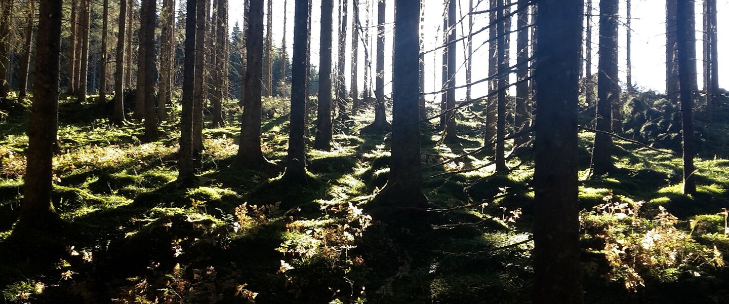 Trolsk skog