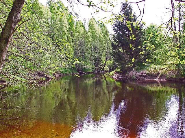 Vrångsälven vid Tallmons Naturreservat.jpg